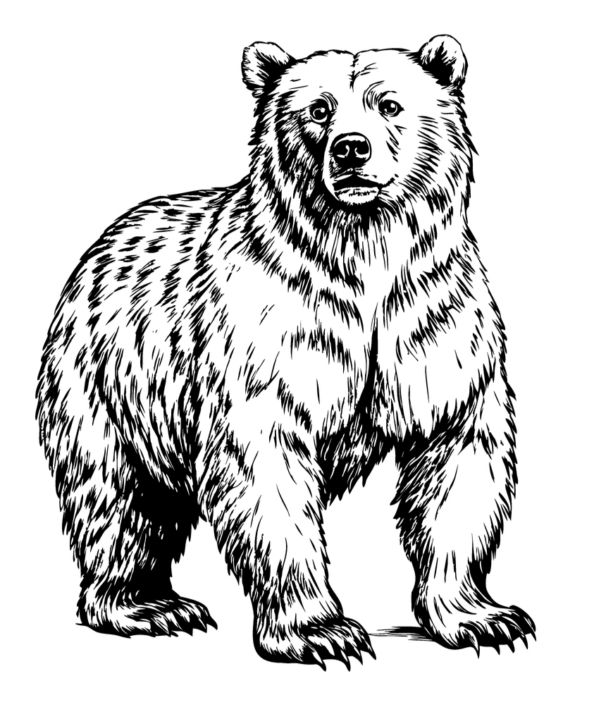 Animals