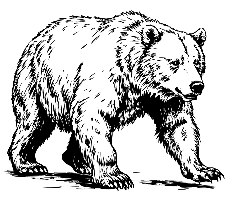 Bear 4
