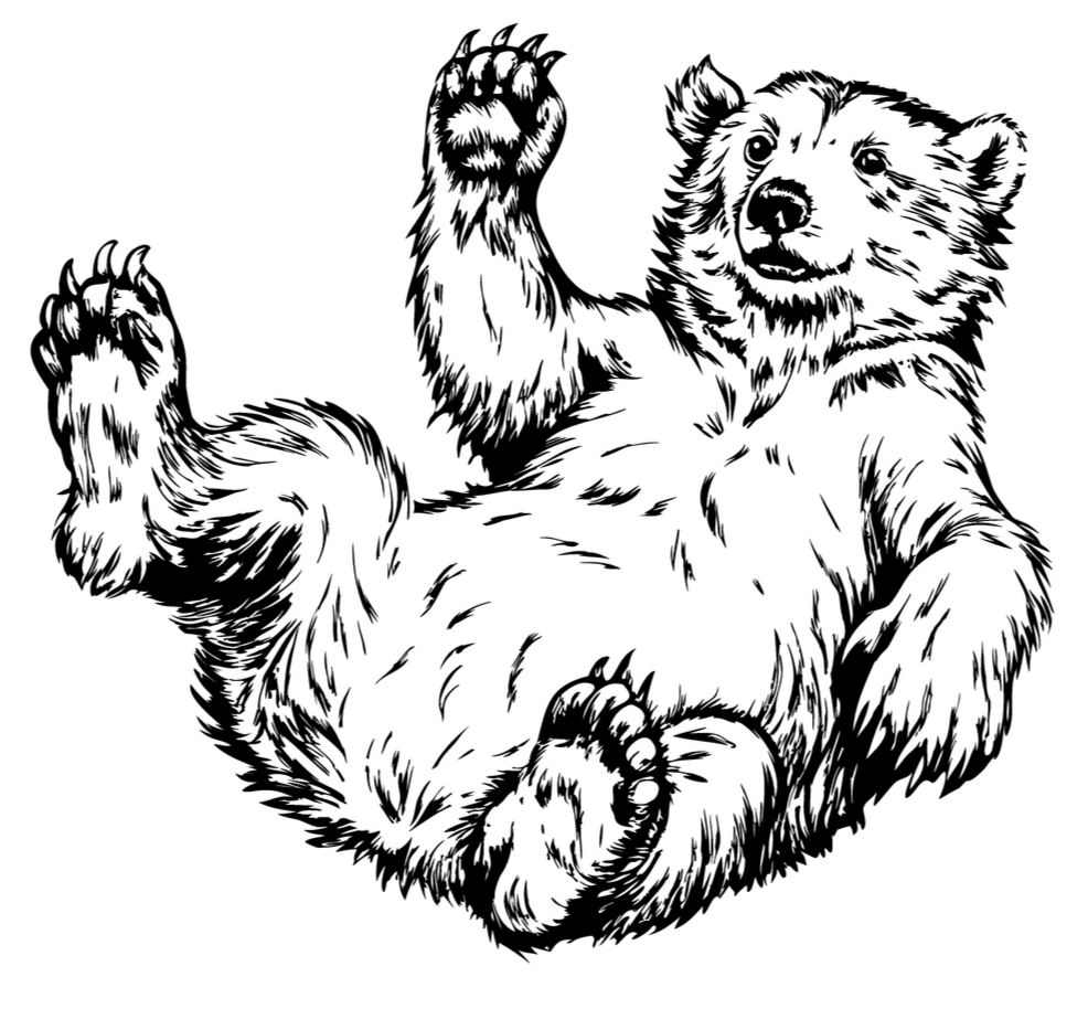 Bear 5