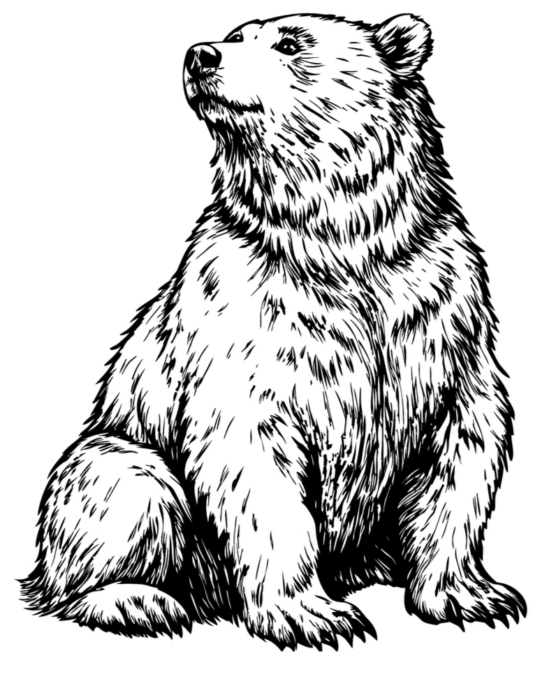 Bear 6