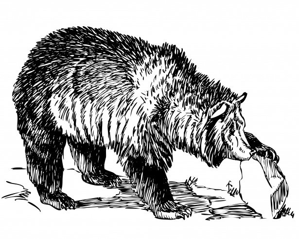 Bear 7