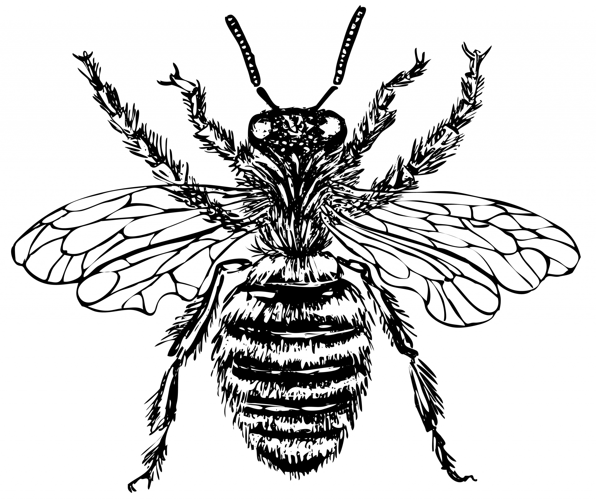 Bee 6