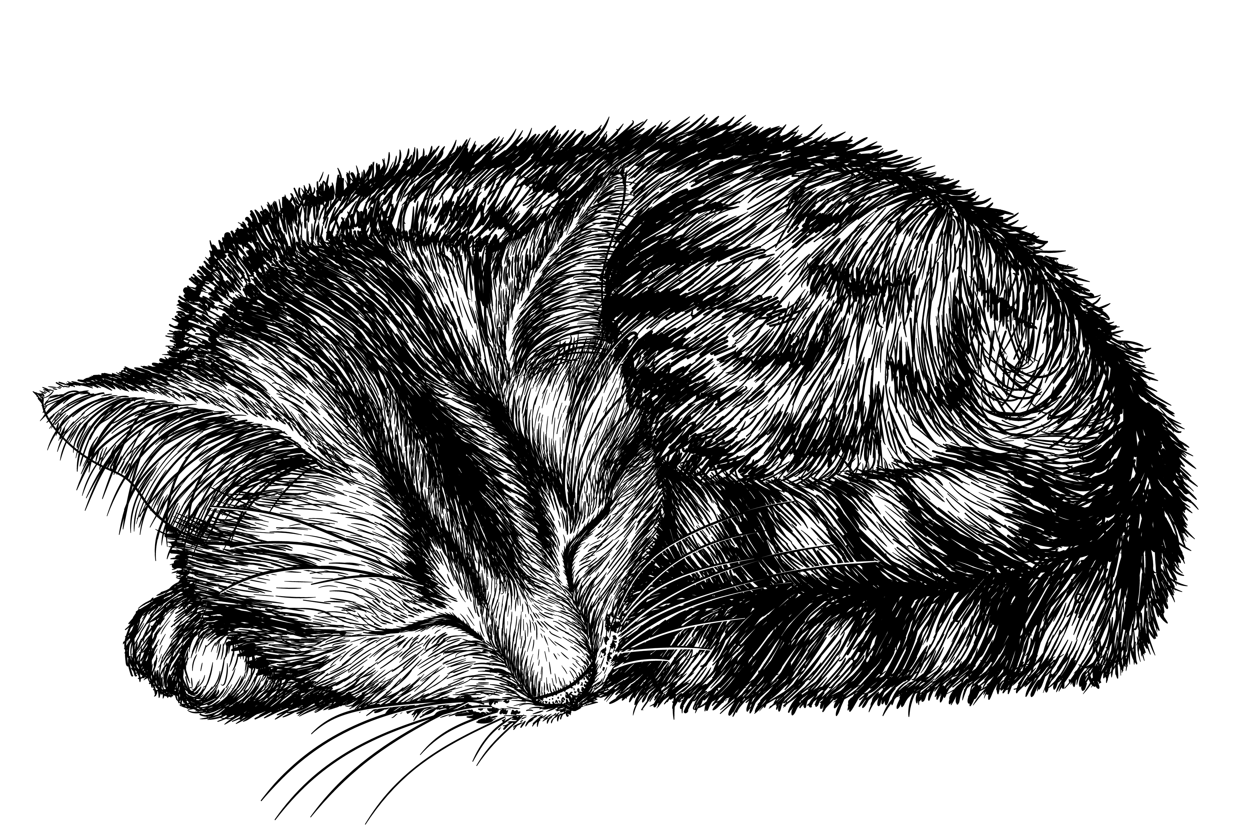 Cat 1