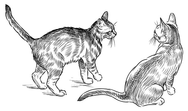 Cat 2