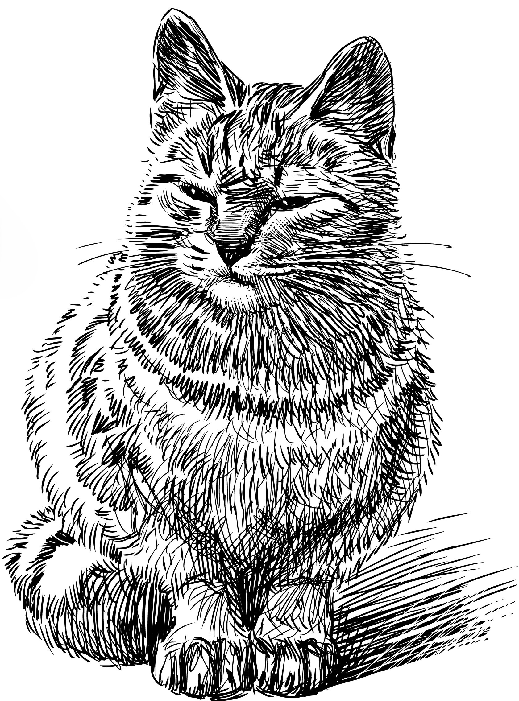 Cat 3