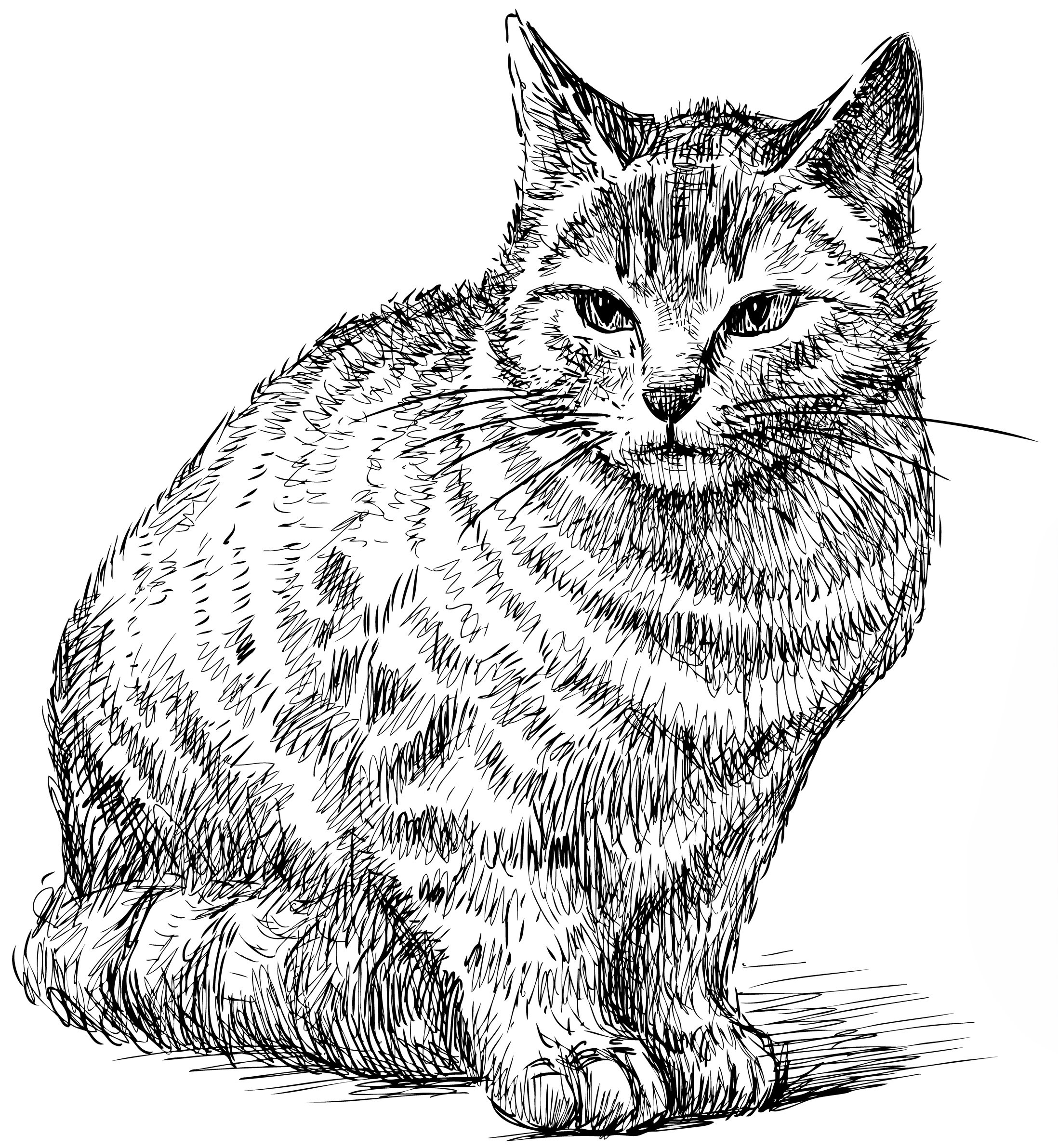 Cat 4