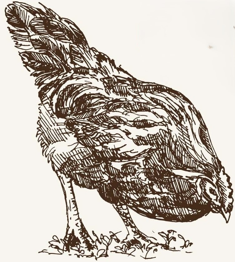 Chicken 2