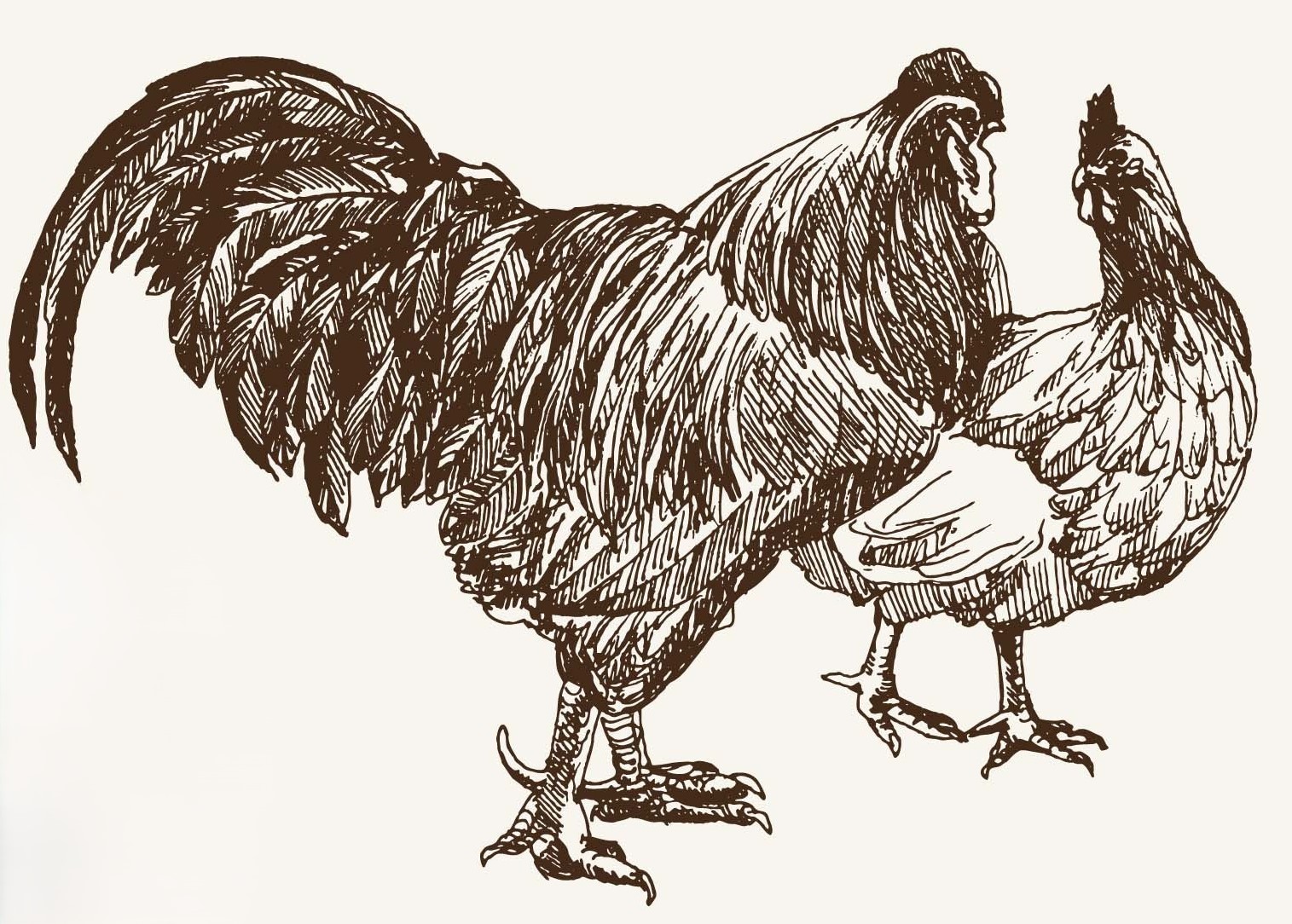 Chickens 1
