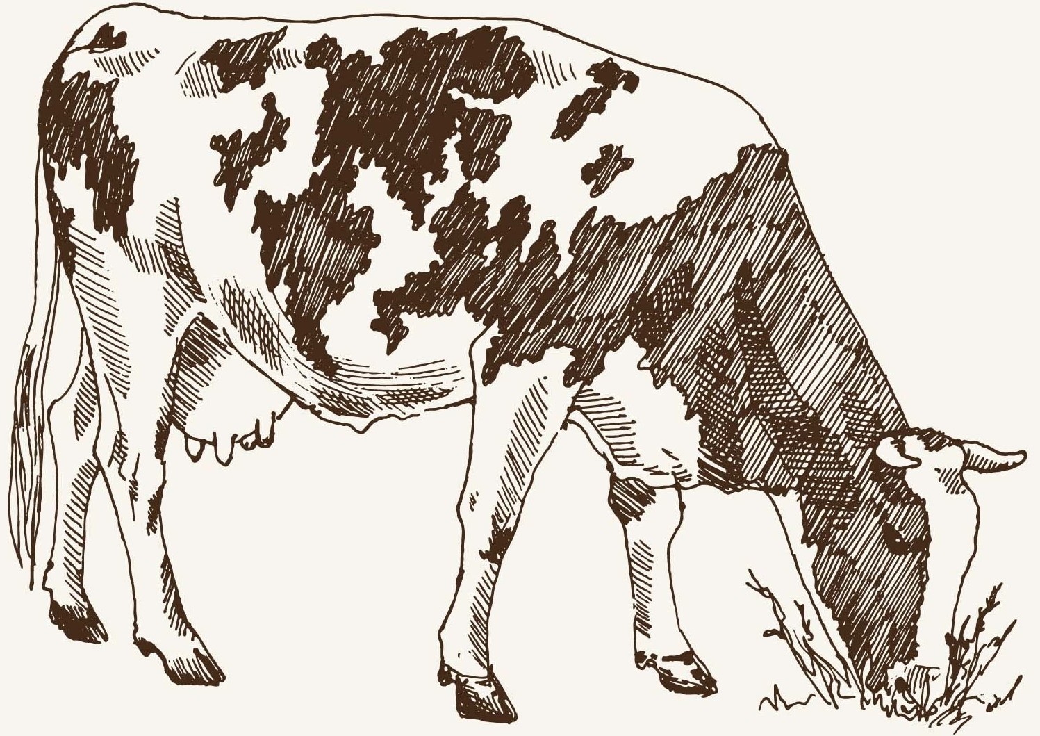 Cow 1