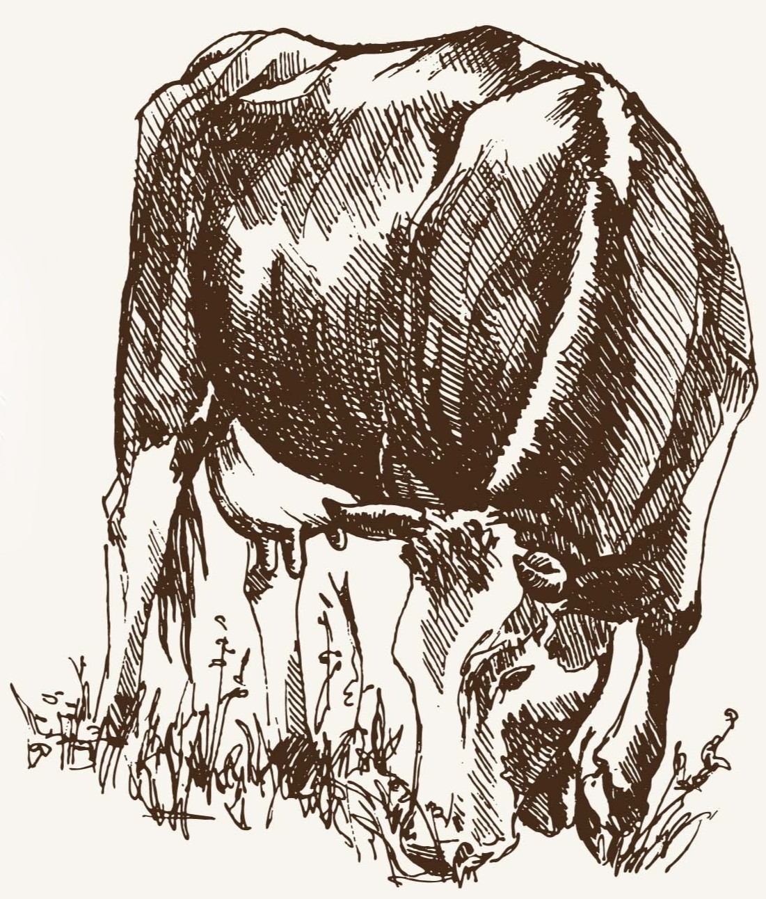 Cow 2