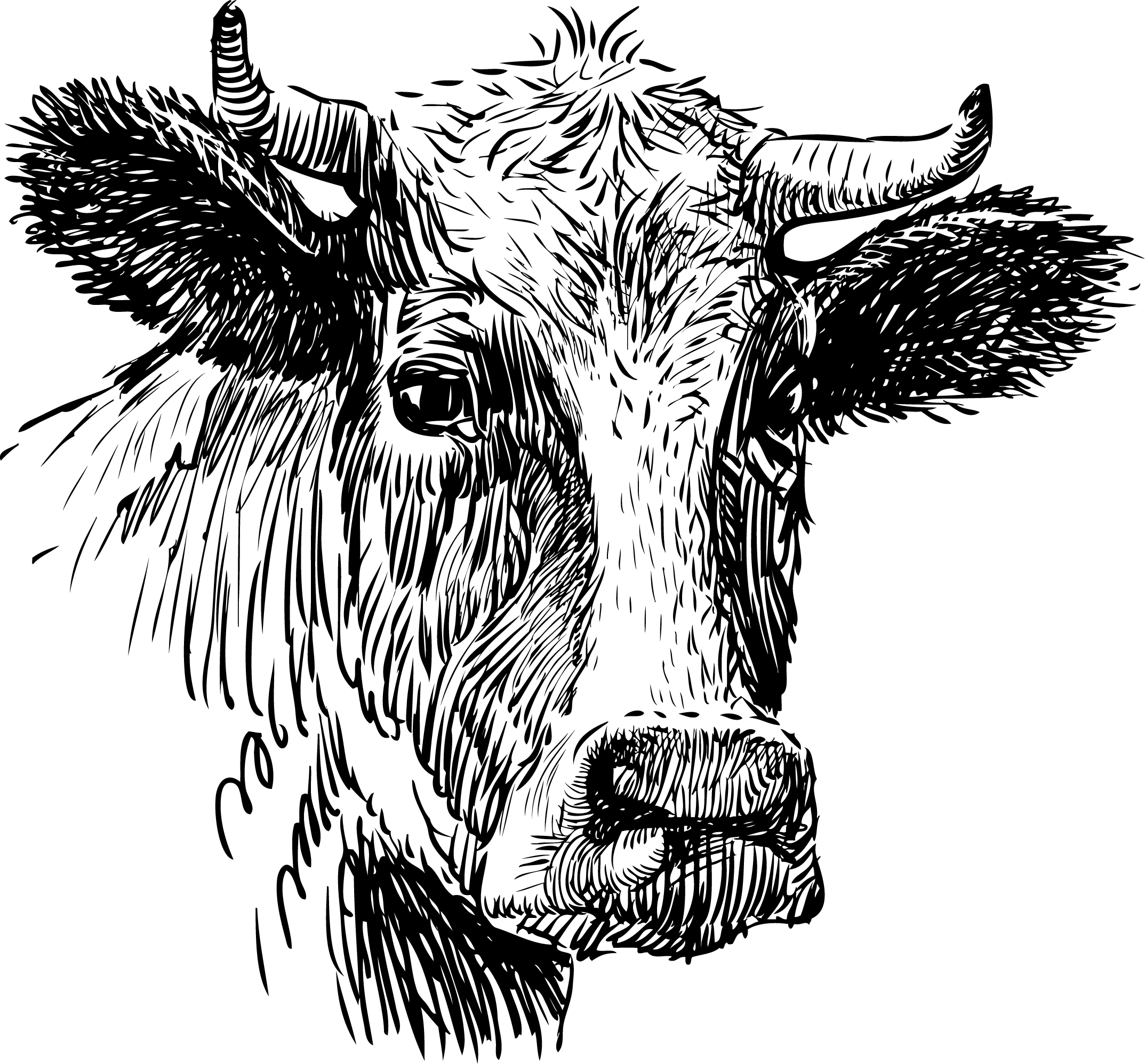 Cow 3