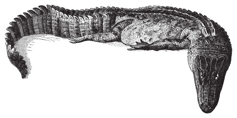 Crocodile