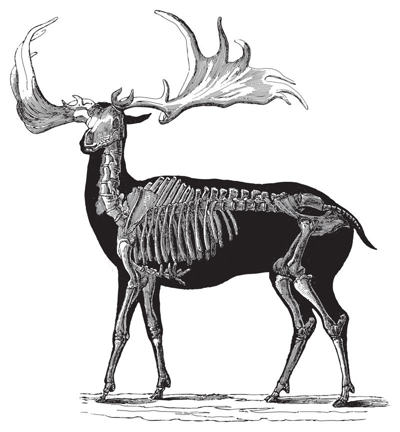 Deer 2