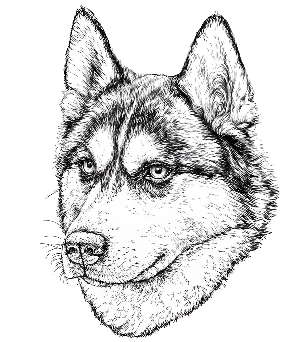 Dog 10