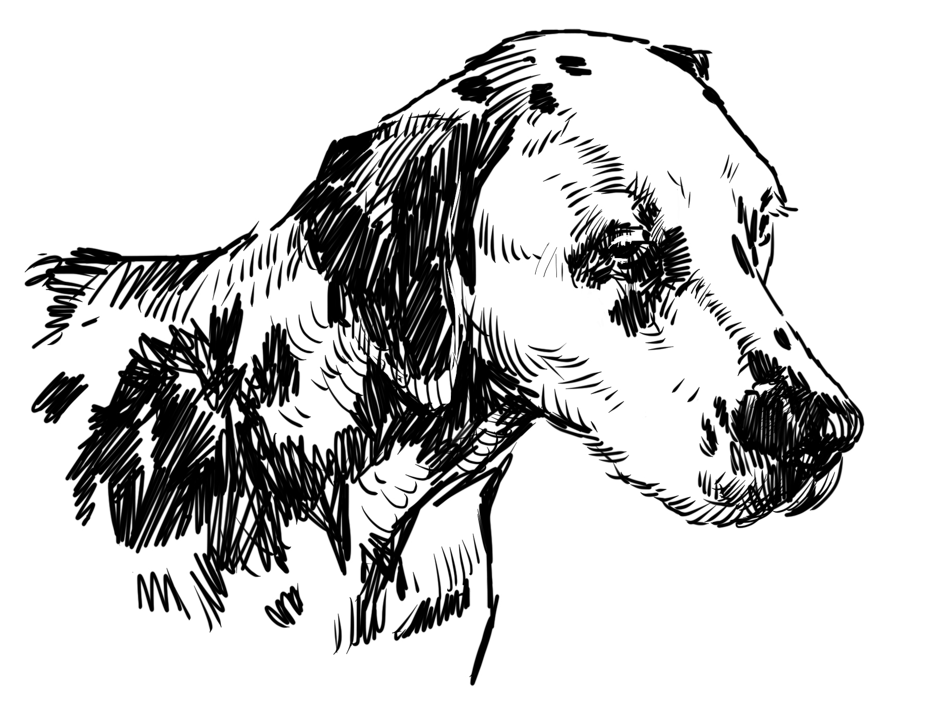 Dog 12