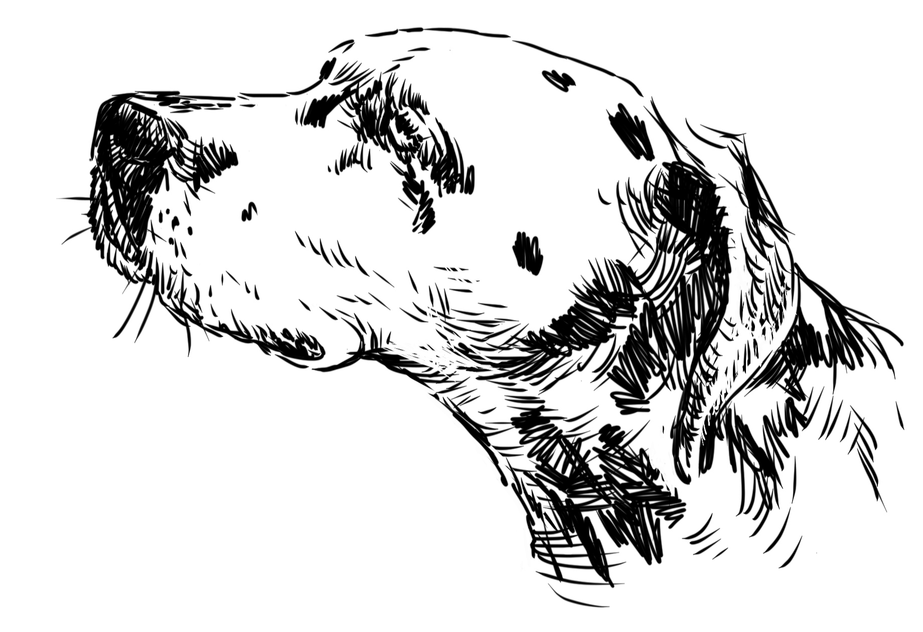 Dog 13