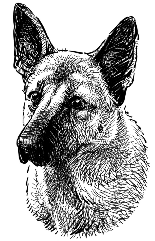 Dog 2