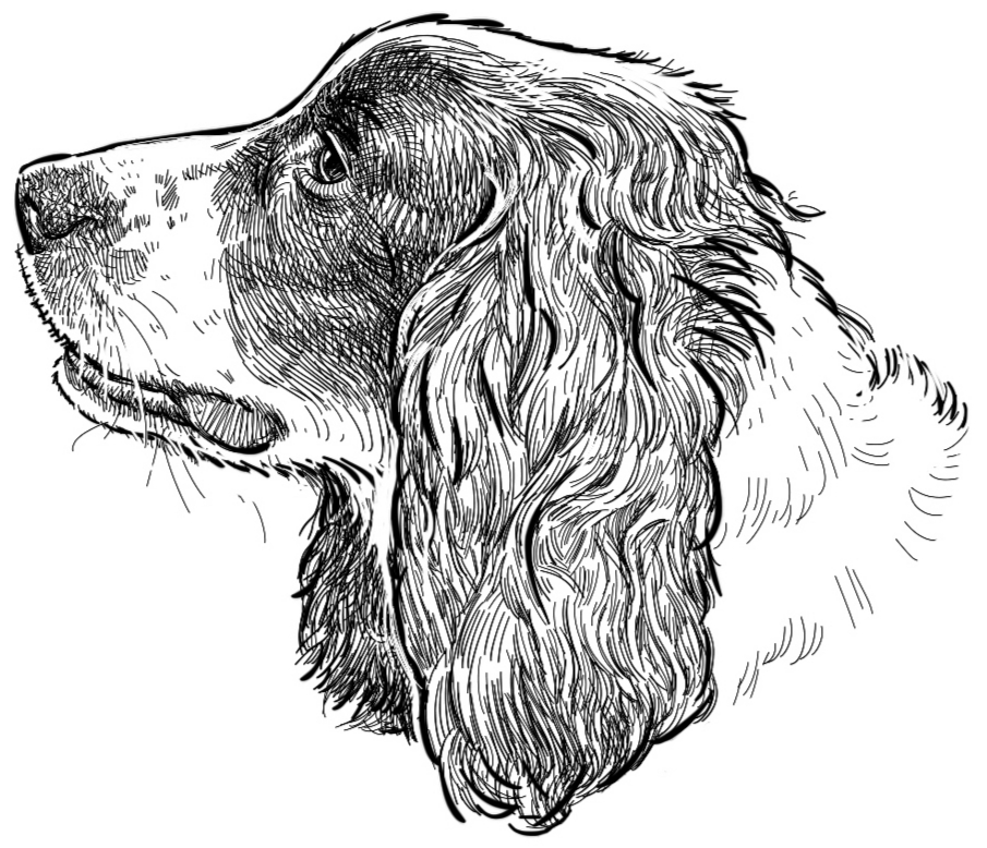 Dog 3