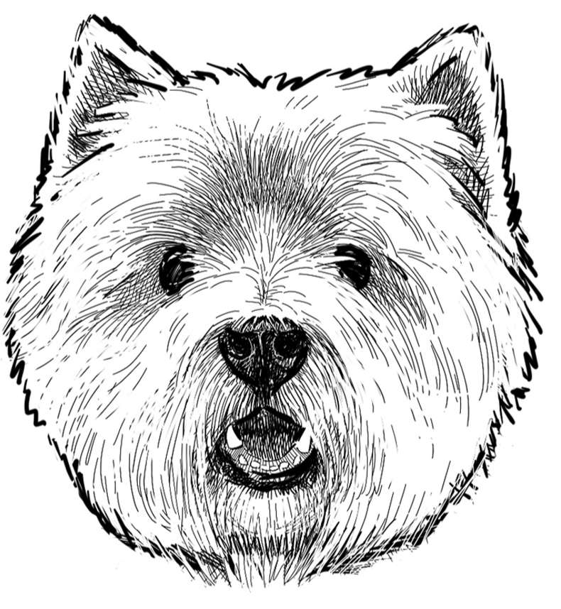 Dog 4