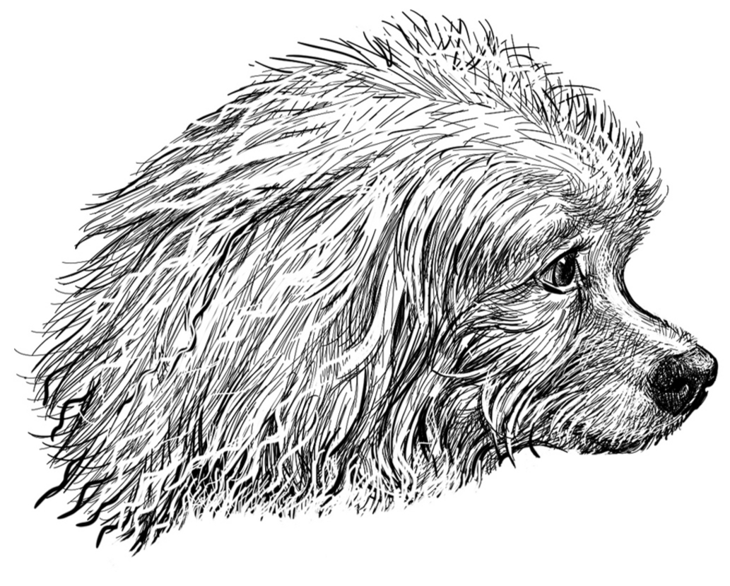 Dog 5