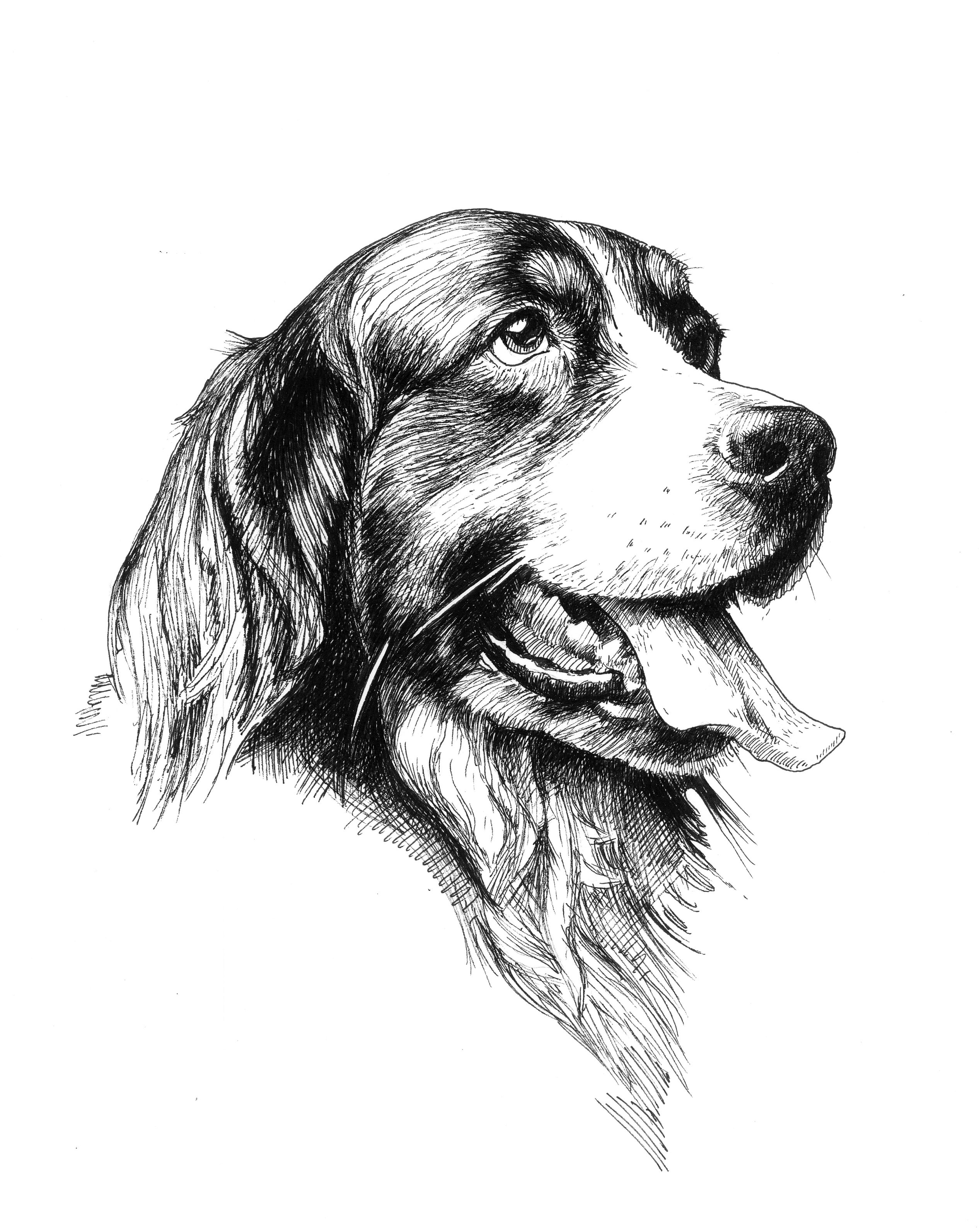 Dog 6