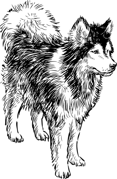 Dog 7
