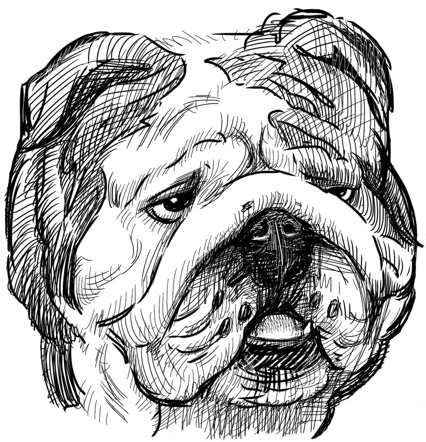 Dog 8