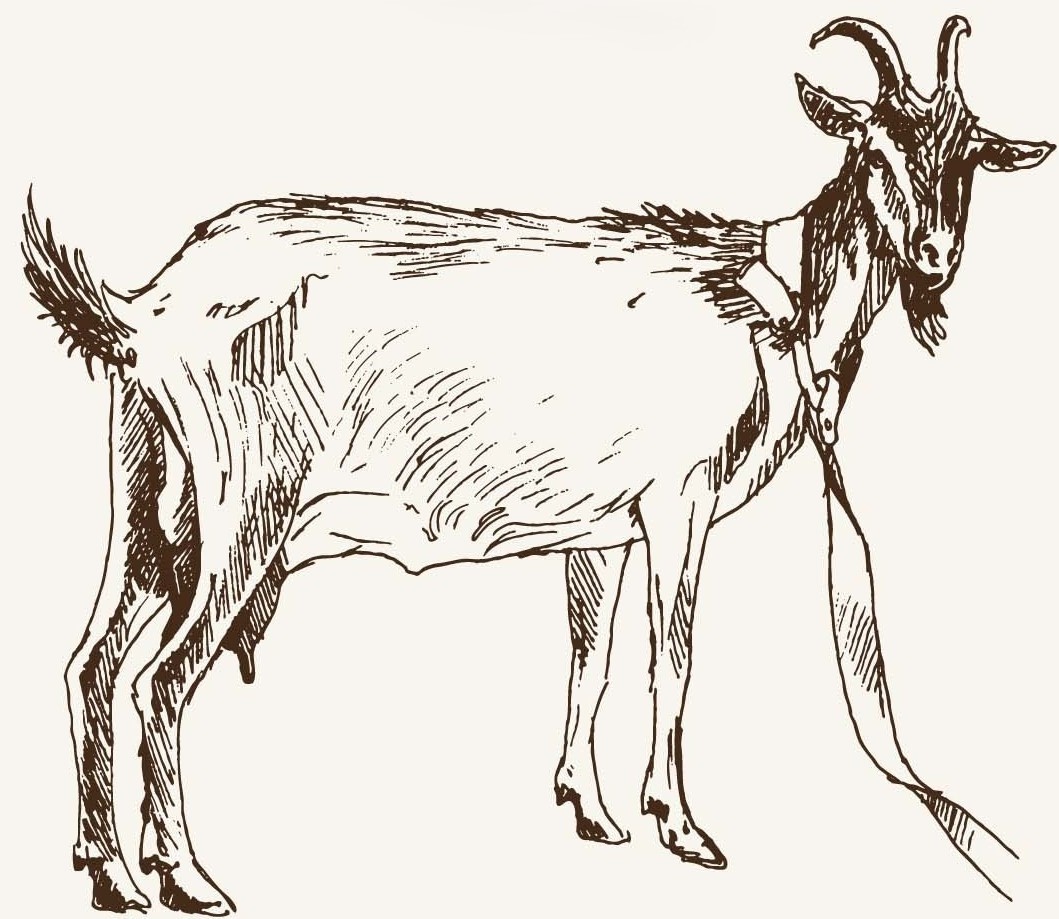 Goat 1