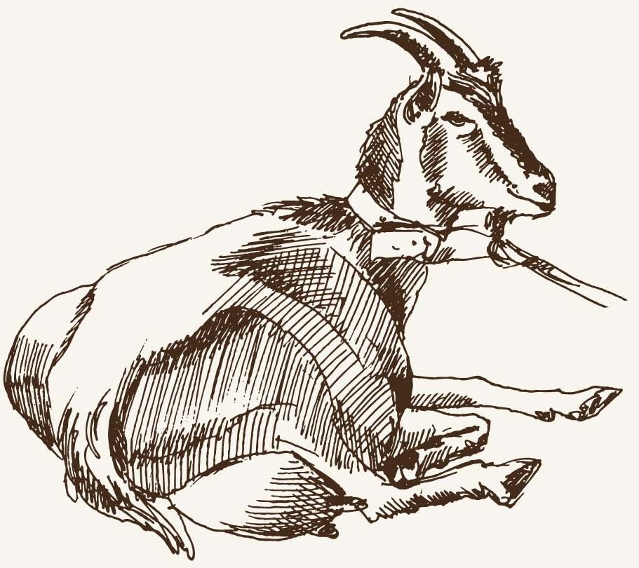 Goat 2