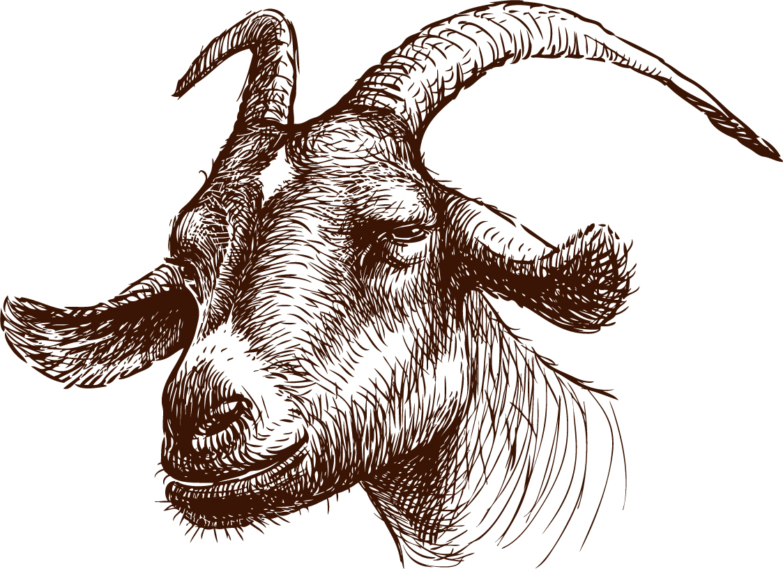 Goat 3