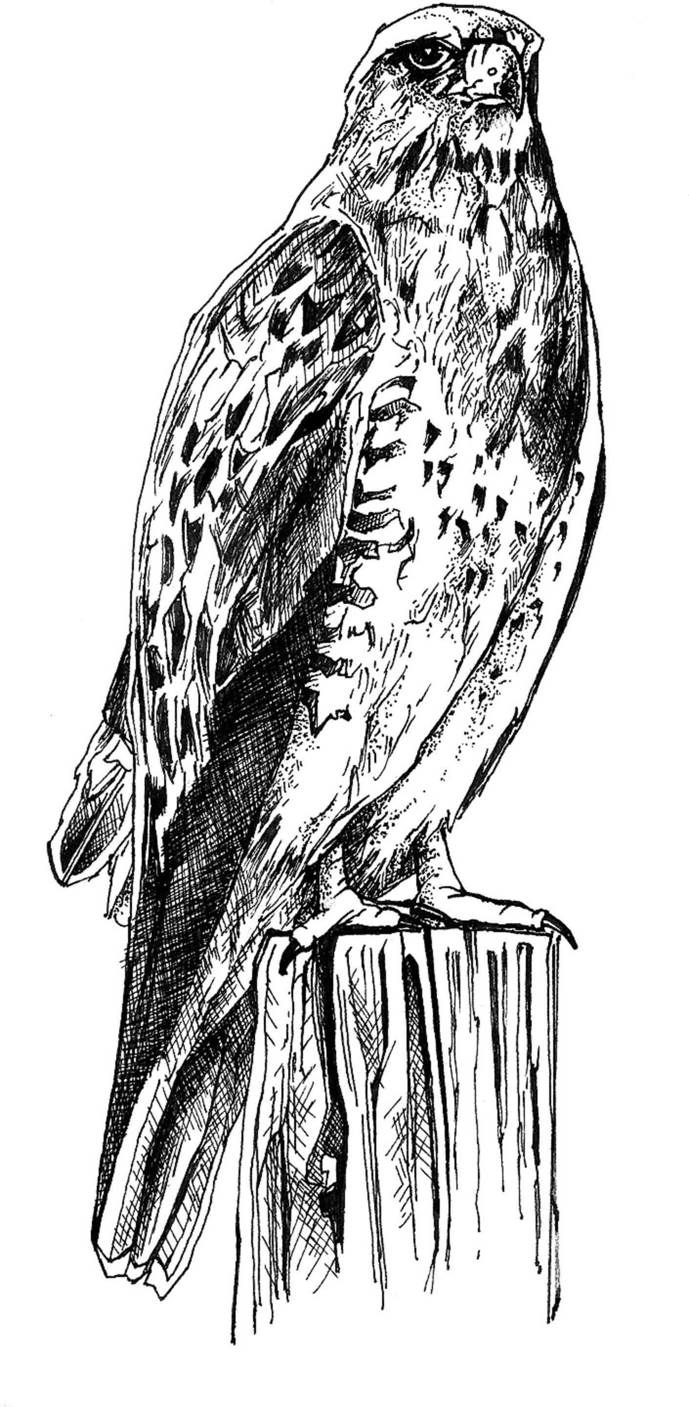 Hawk