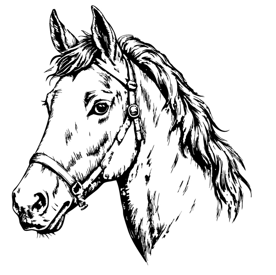 Horse 3