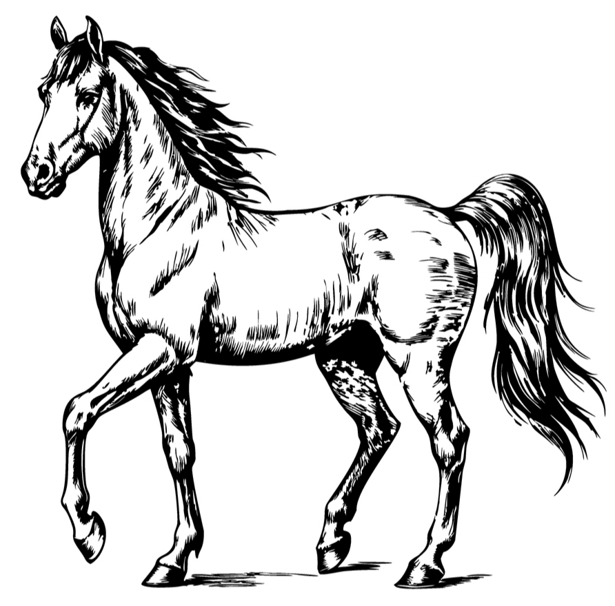 Horse 5
