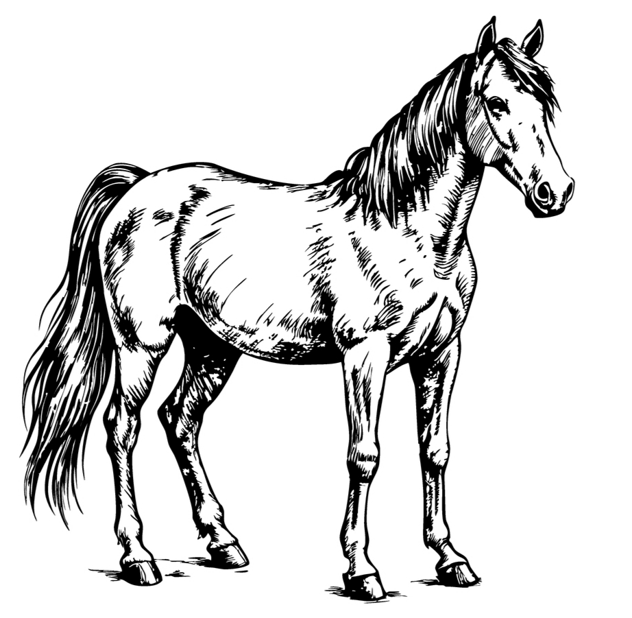 Horse 6