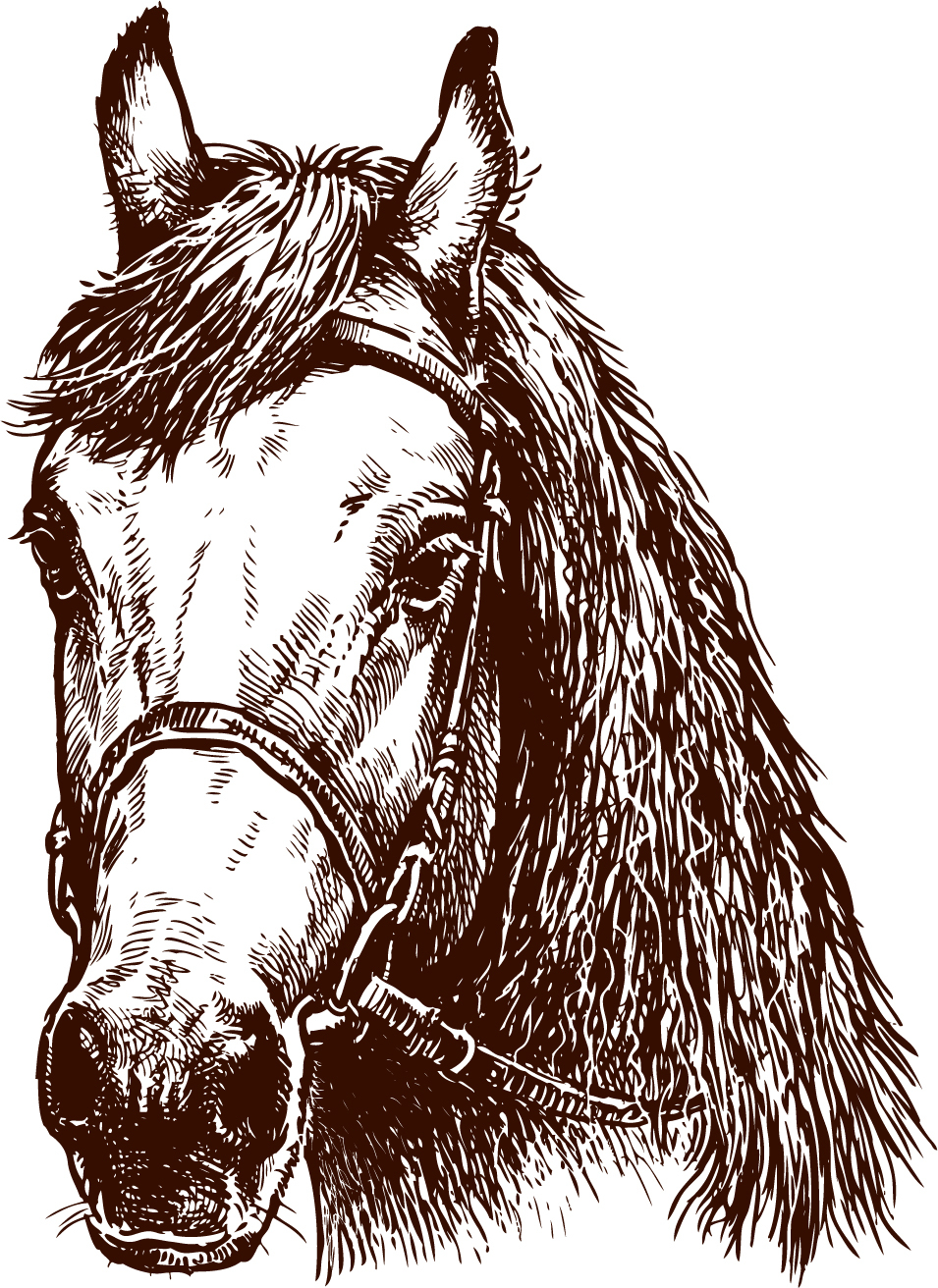 Horse 9