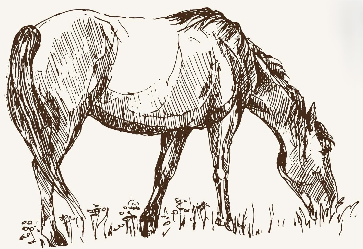 Horses 7