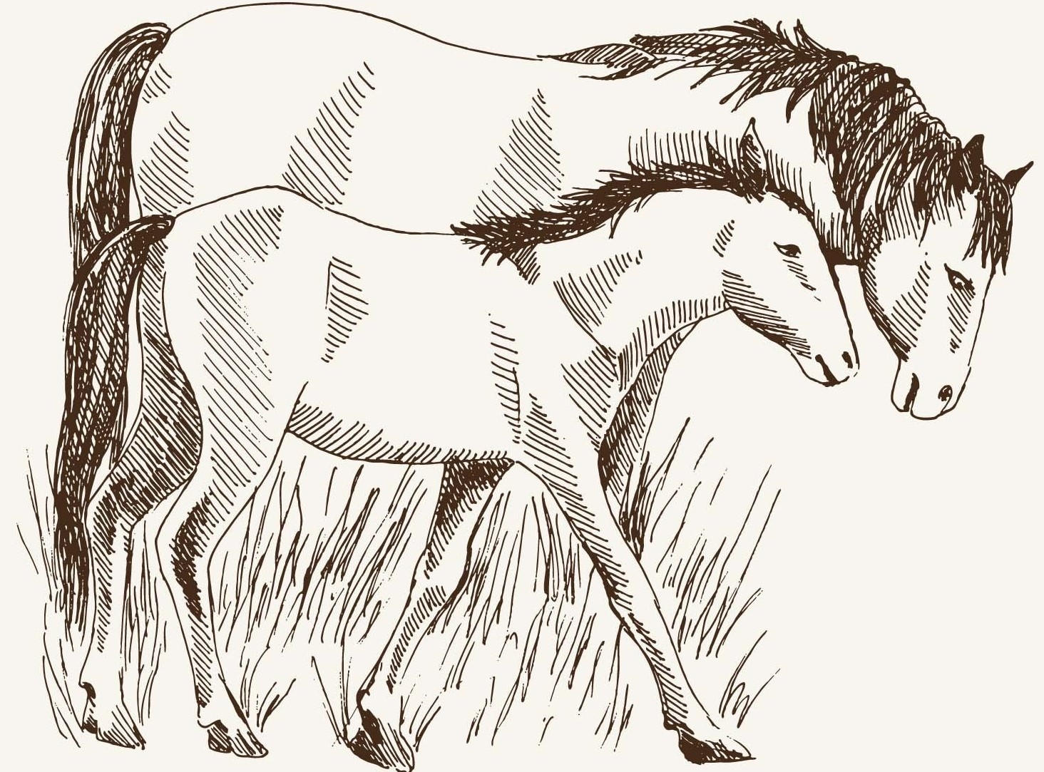 Horses 8