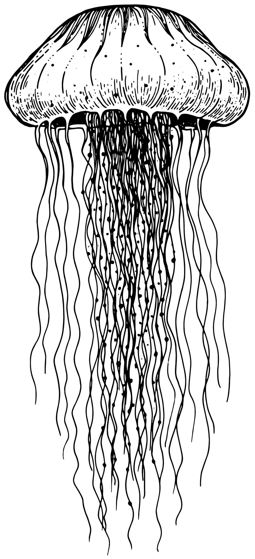 Jellyfish 1