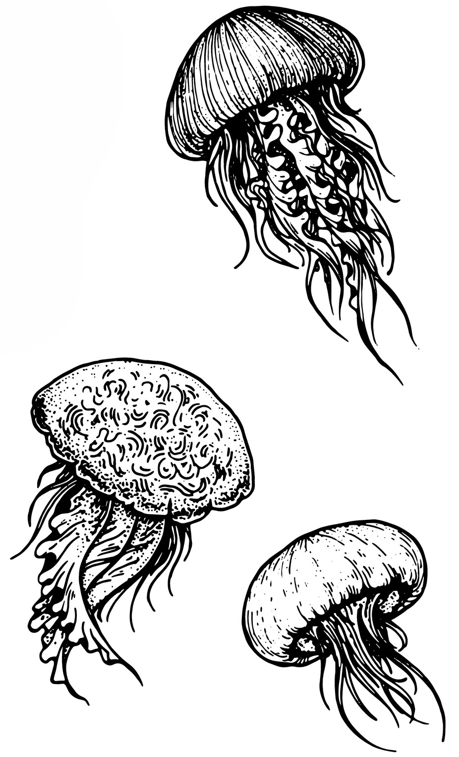 Jellyfish 2