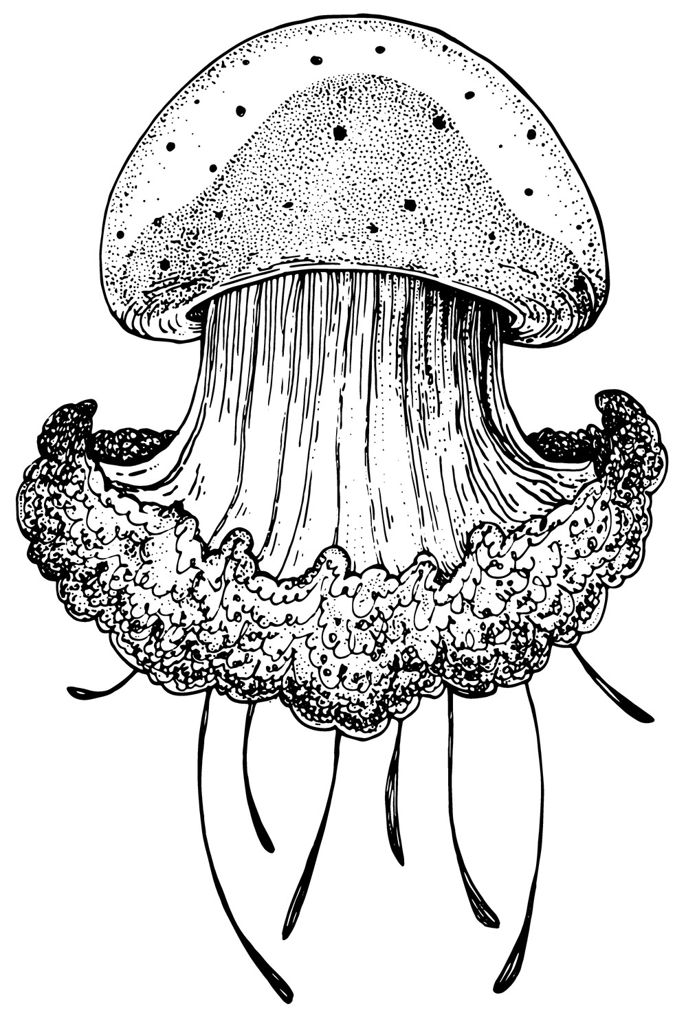 Jellyfish 3