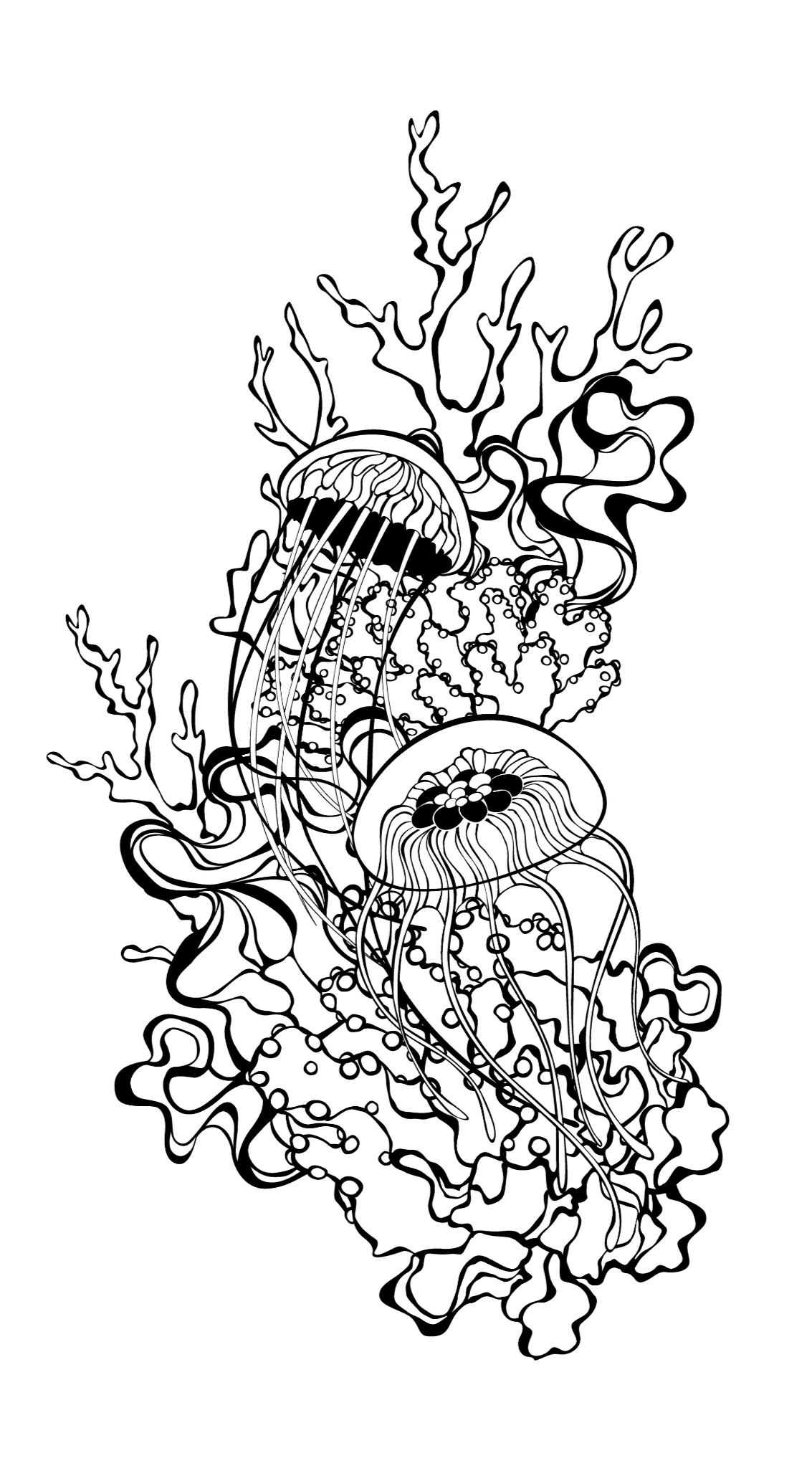 Jellyfish 4