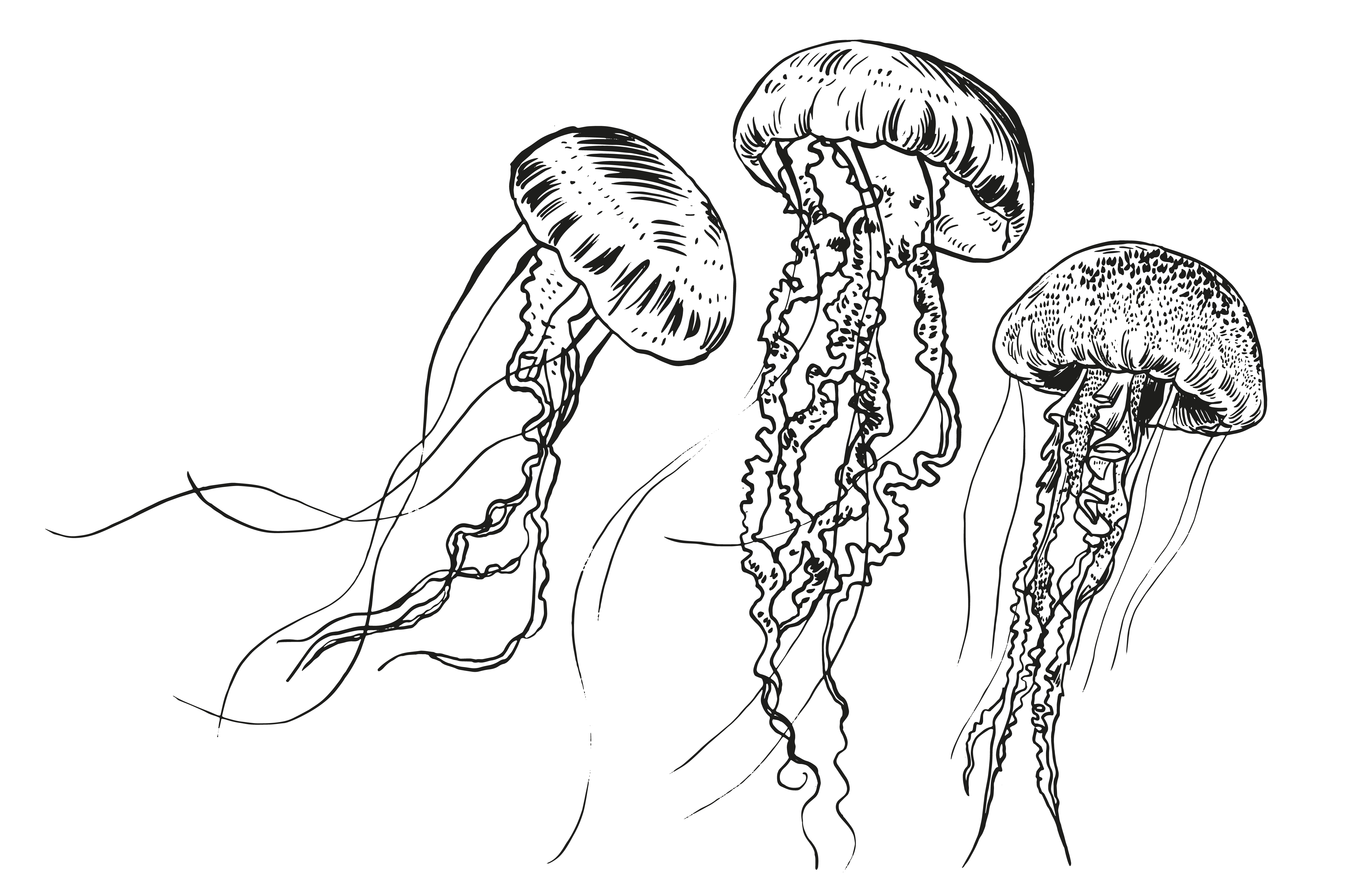 Jellyfish 5