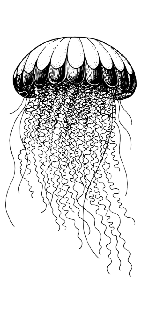 Jellyfish 6