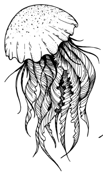 Jellyfish 7