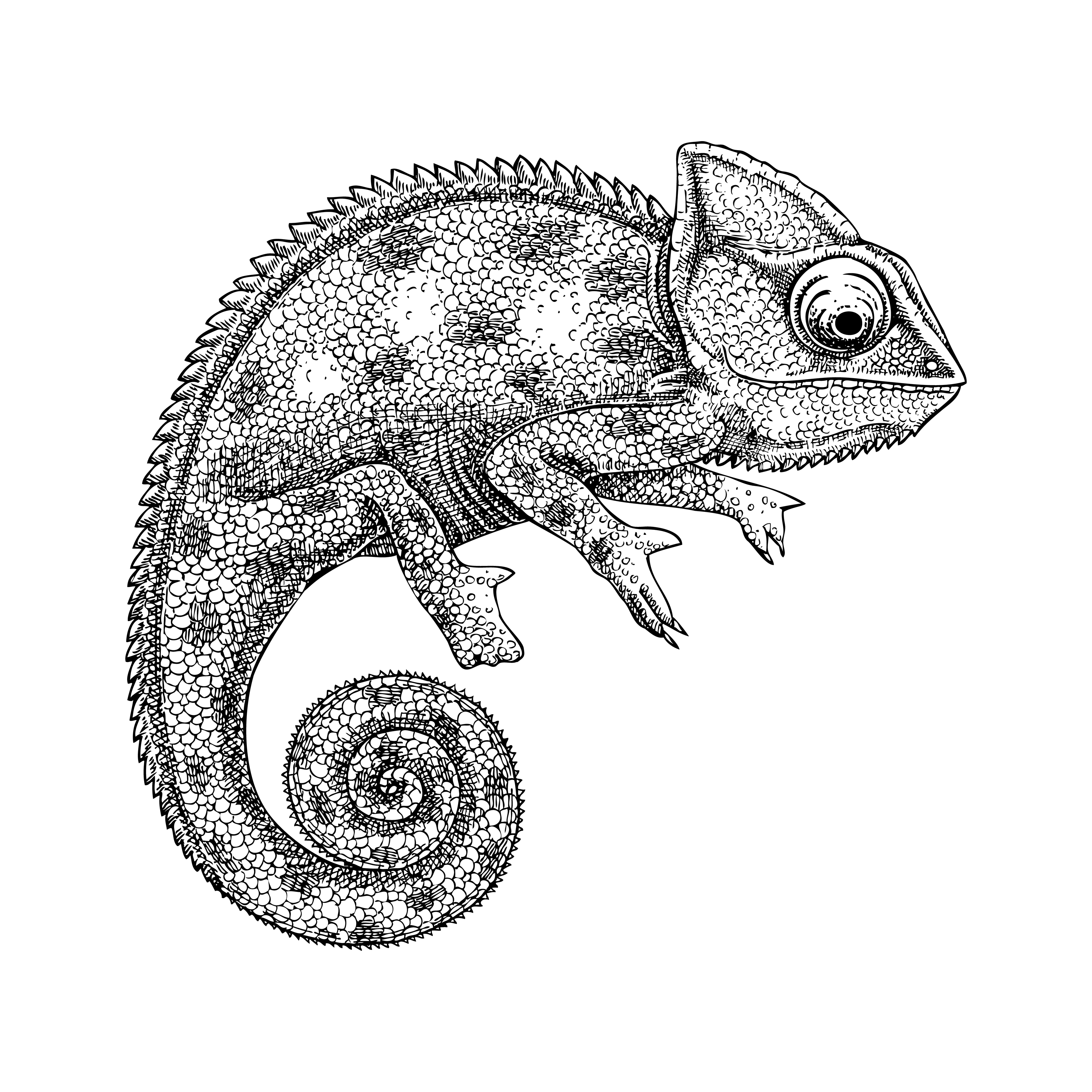 Lizard 1