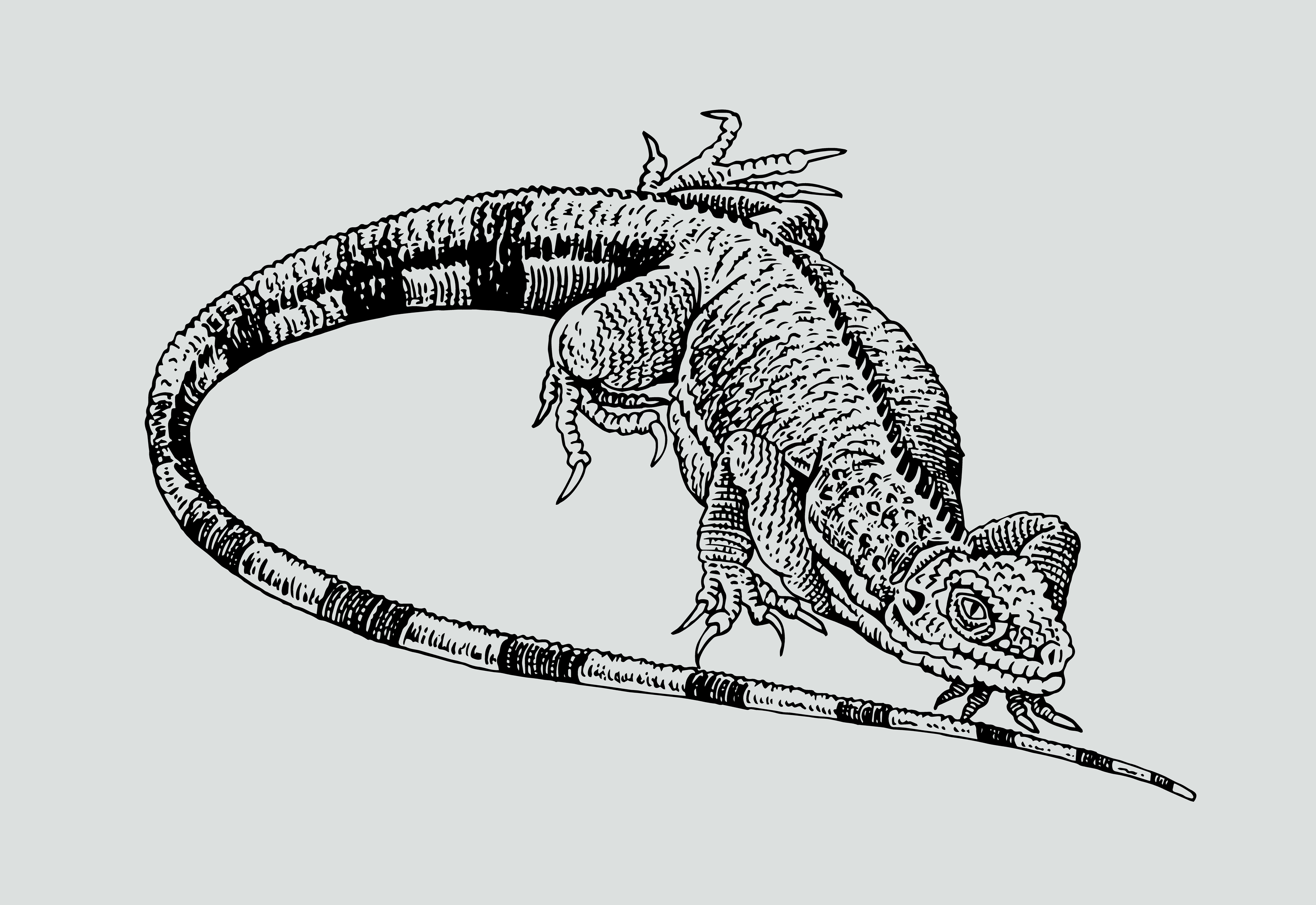 Lizard 2
