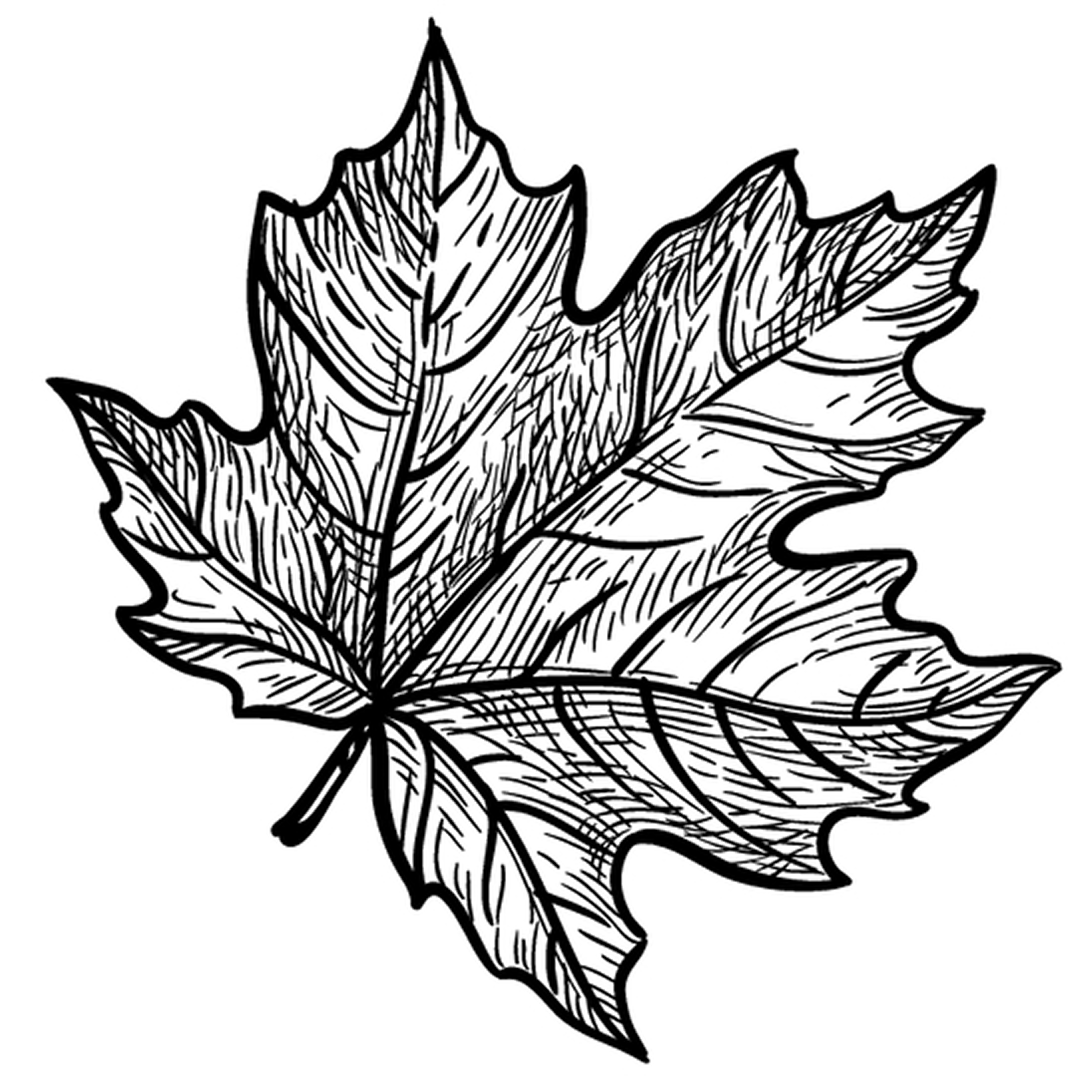 Maple Leaf