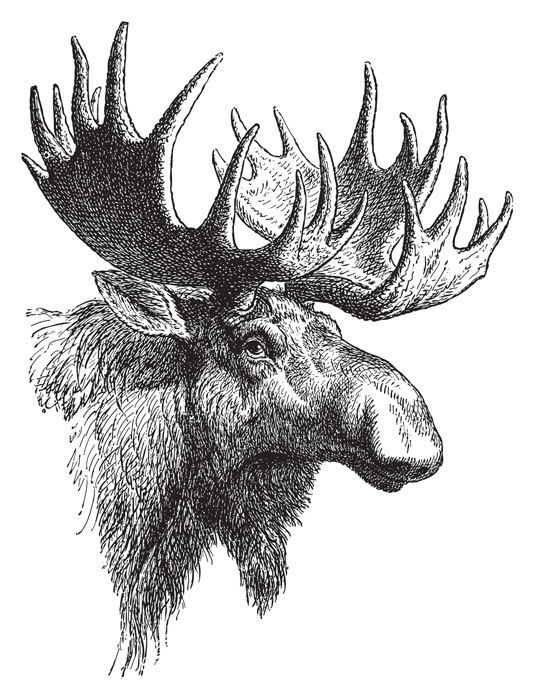 Moose 2