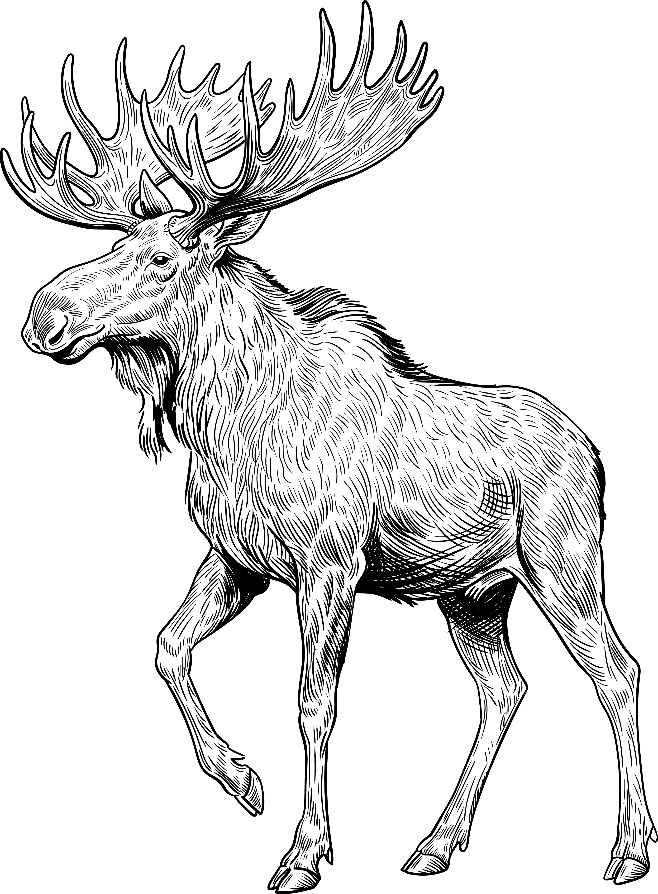 Moose 3