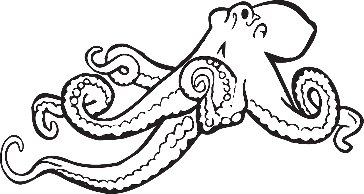 Octopus